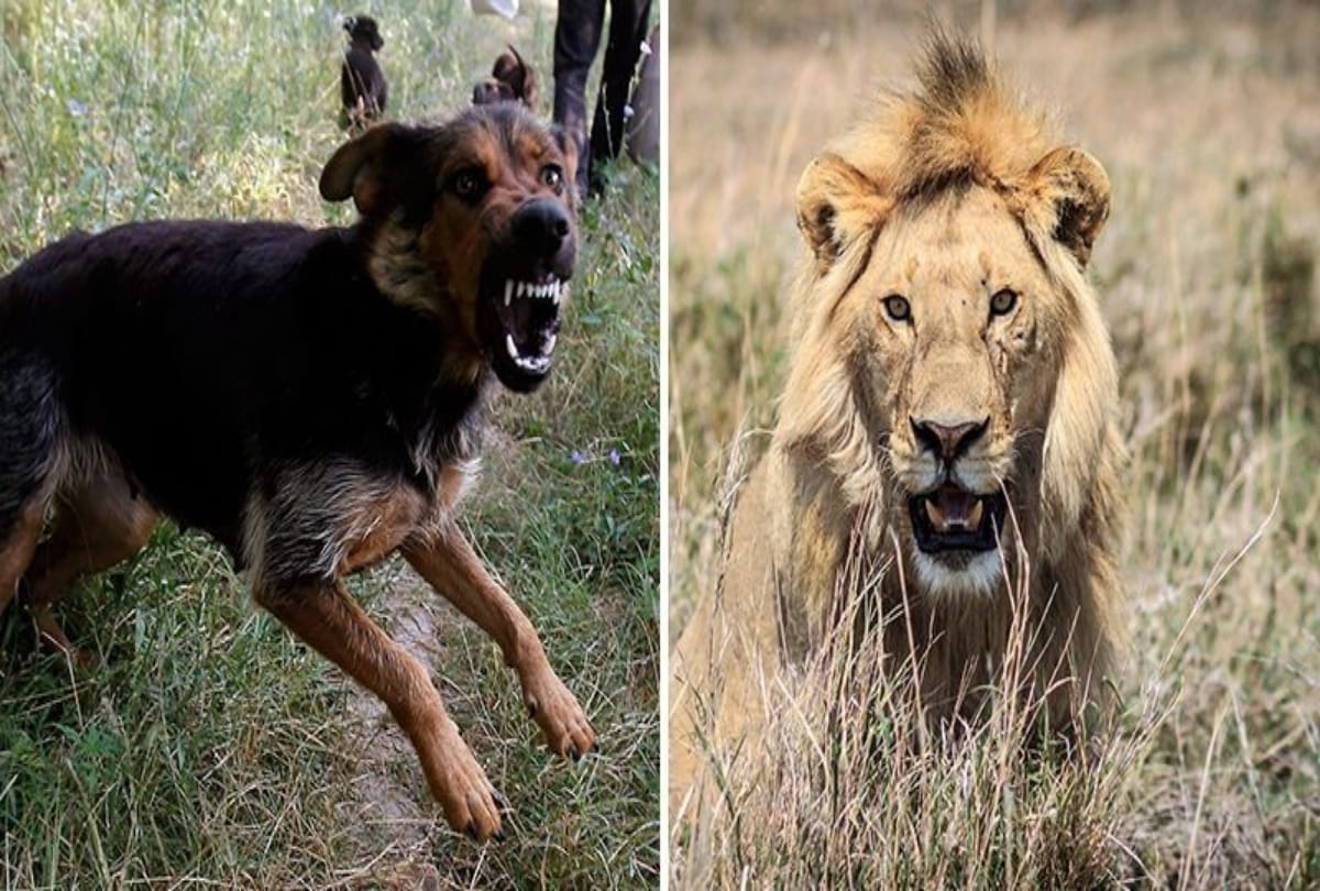 Brave Dog Saves Master life From Lions in Gujarat