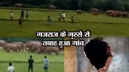 WILD ELEPHANTS RUCKS OUTSIDE FOREST AREA IN MAYURBHANJ SUKRULI BLOCK ANIMAL VIRAL VIDEO