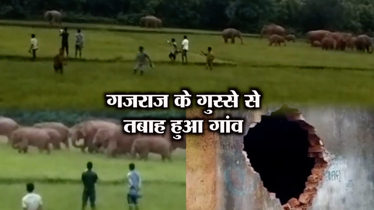 ELEPHANT VIDEO