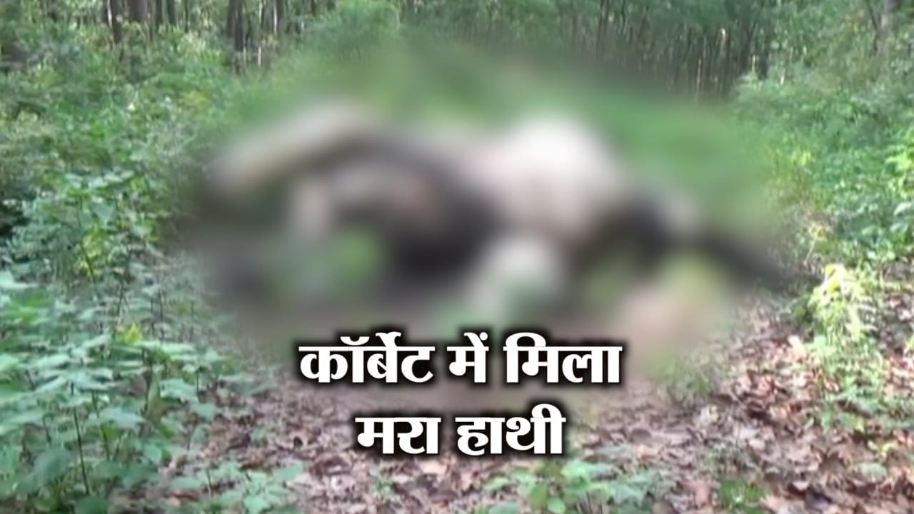 हाथी