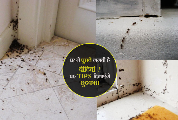  In monsoon Get rid of ants overnight with these simple effective natural home remedies
