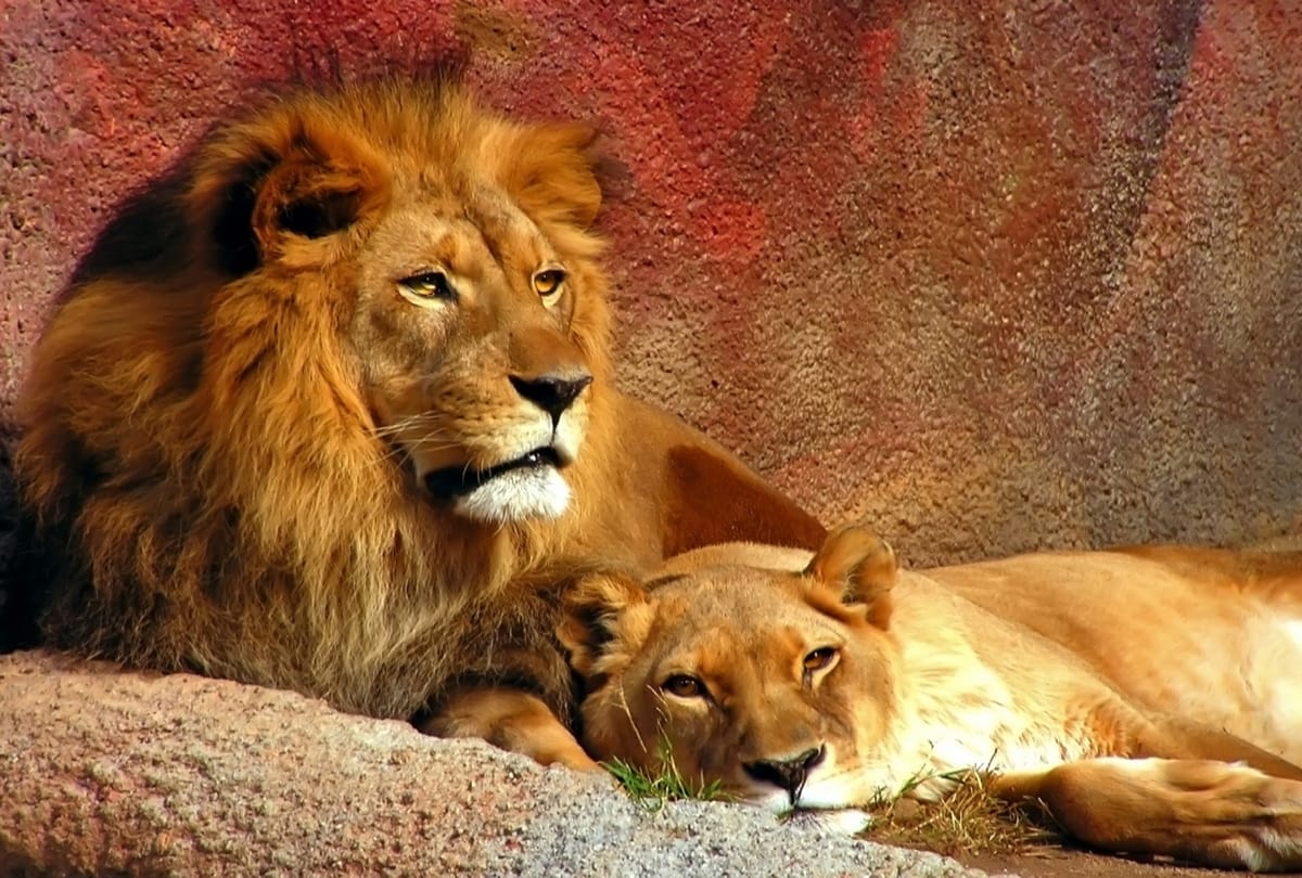 Brave Dog Saves Master life From Lions in Gujarat