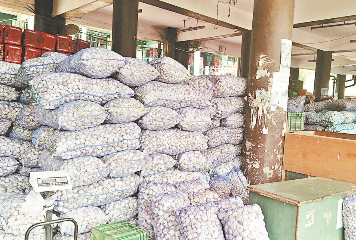 Himachal Garlic tested by Israel is Best in Taste and Nutrition