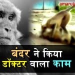  money gave cpr to dead monkey