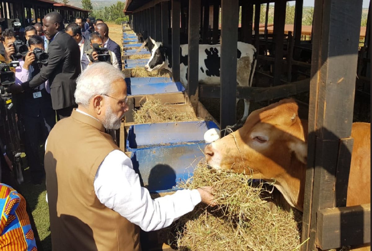 PM Modi gave 200 cows to Rwanda, know what is the reason for giving cow