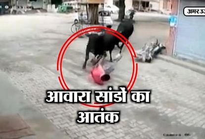 Bull fighting on the road in fatehabad, men injured