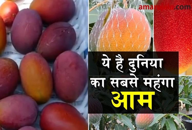 इतना महंगा आम तो आपने सिर्फ ख्वाब में ही देखा होगा - World Most Expensive  Mango- Amar Ujala Hindi News Live