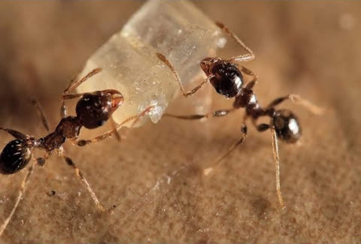 Do these remedies to strengthen the sun in the horoscope