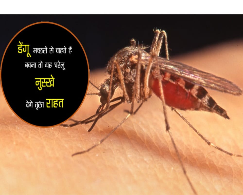 Avoid Getting Bitten by Dengue malaria Mosquitoes