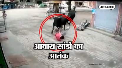 Bull fighting on the road in fatehabad, men injured