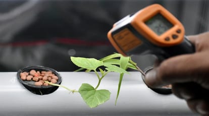 Do not waste land, green vegetables will be ready in just 40 days, read technology