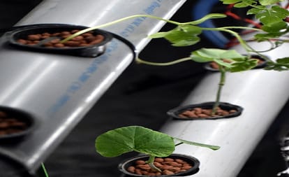 Do not waste land, green vegetables will be ready in just 40 days, read technology