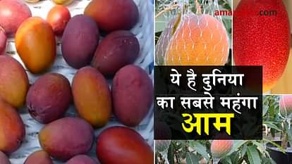  world most expensive mango