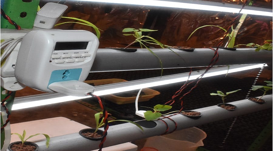 Do not waste land, green vegetables will be ready in just 40 days, read technology