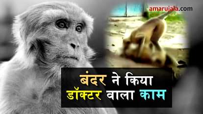  money gave cpr to dead monkey