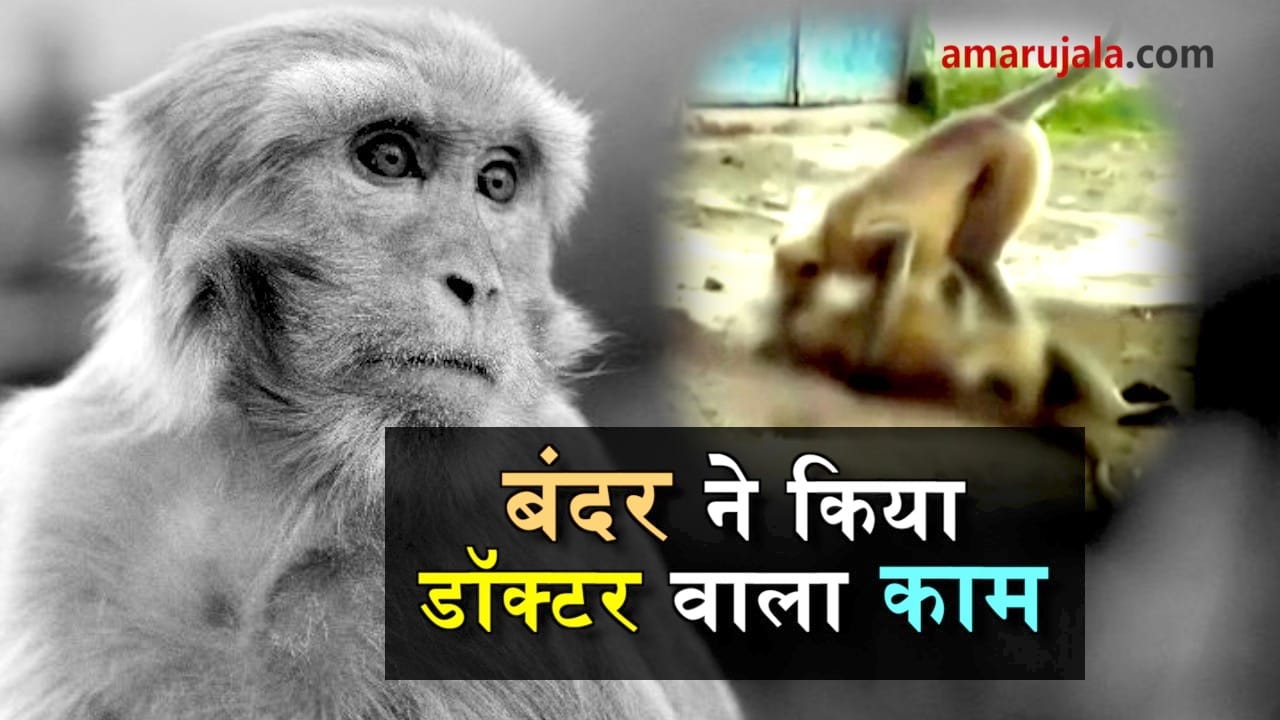  money gave cpr to dead monkey