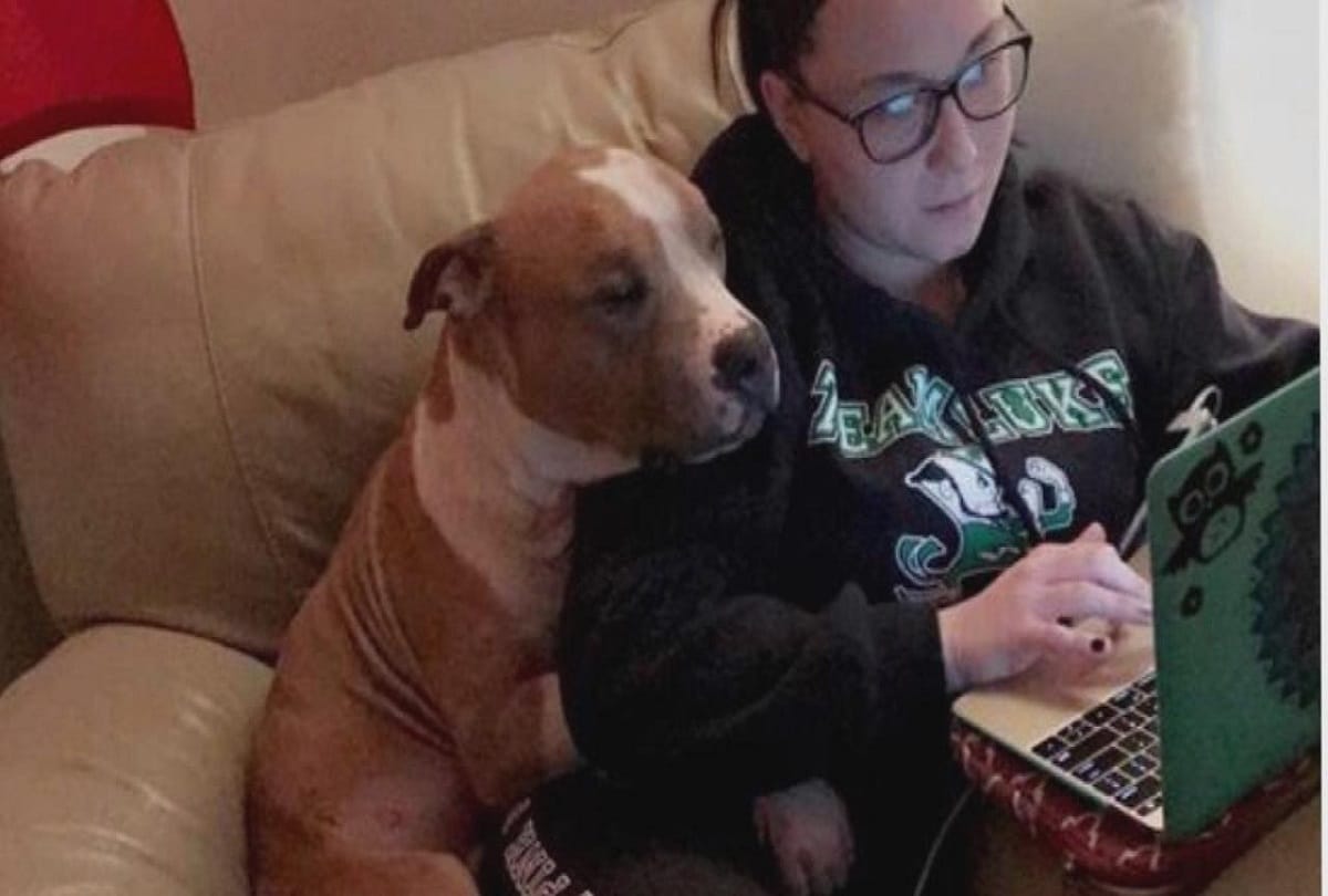 Pet dog can go to any extent to get owners out of Stress 