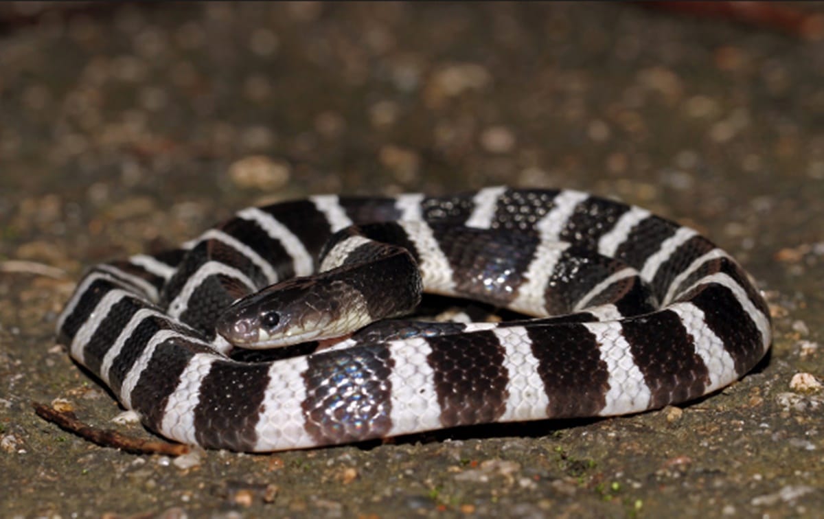 woman in china dies after bitten by a poisonous snake that was ordered online