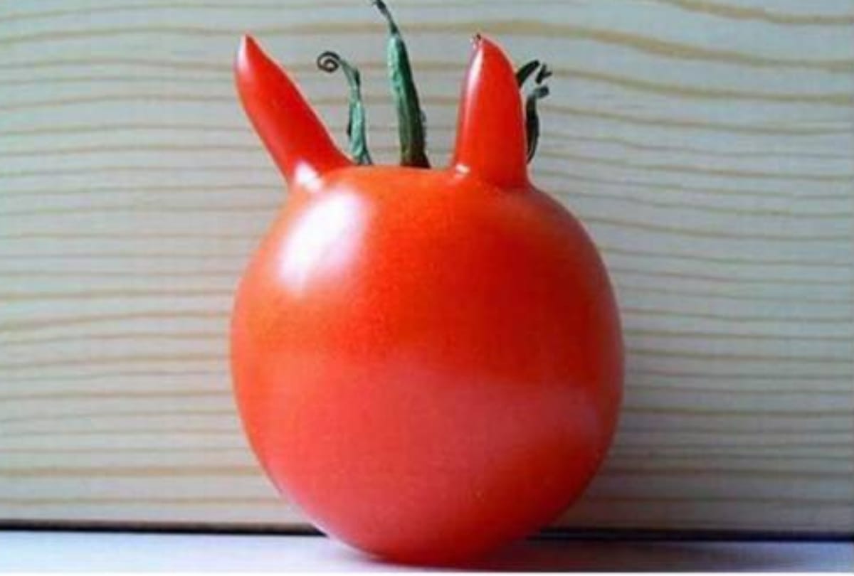 See Twelve funny vegetables photos