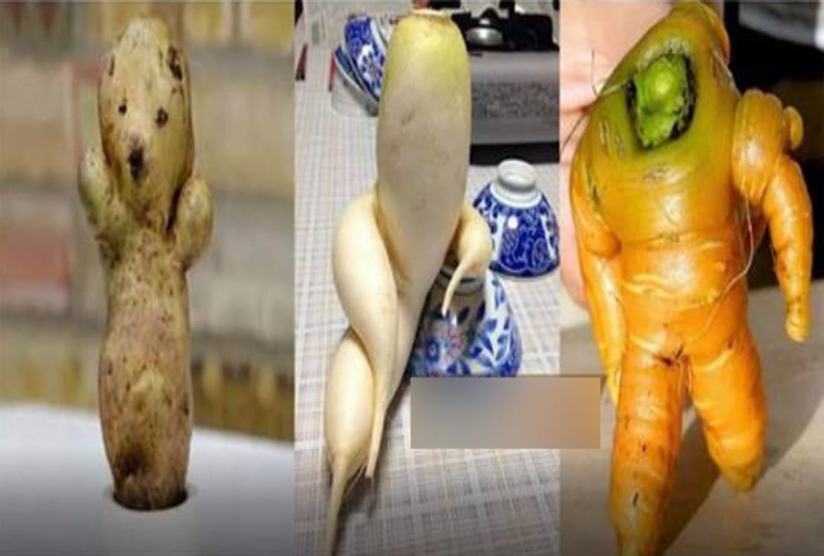 See Twelve funny vegetables photos
