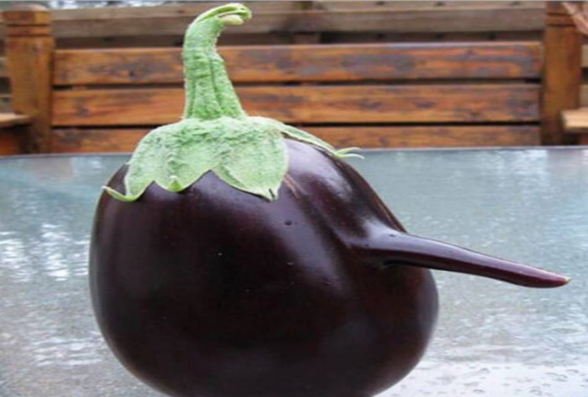 See Twelve funny vegetables photos