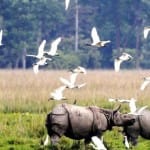Know about the kaziranga national park of Assam