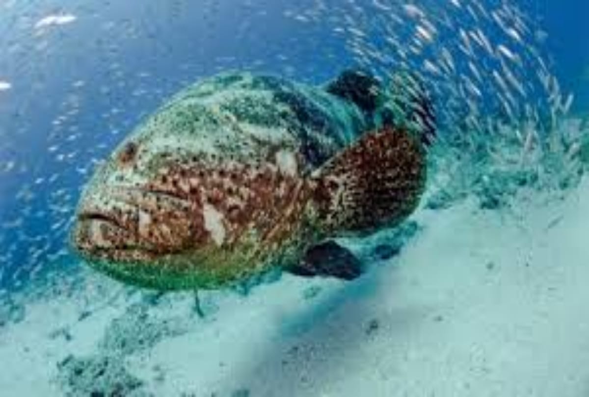 Gaint Fish swallowed the shark