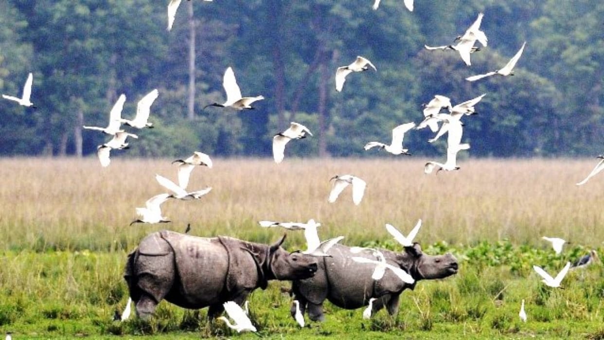 Know about the kaziranga national park of Assam