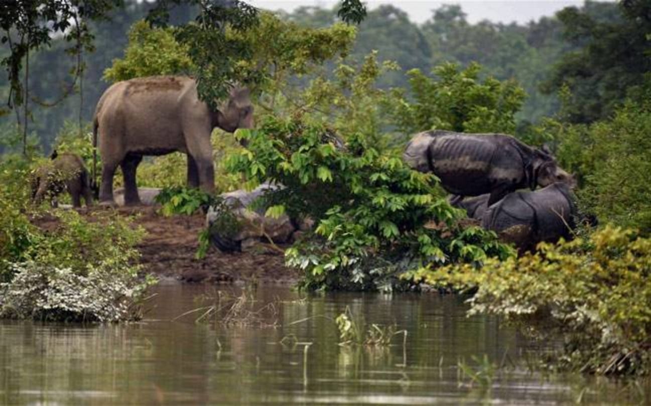 Know about the kaziranga national park of Assam