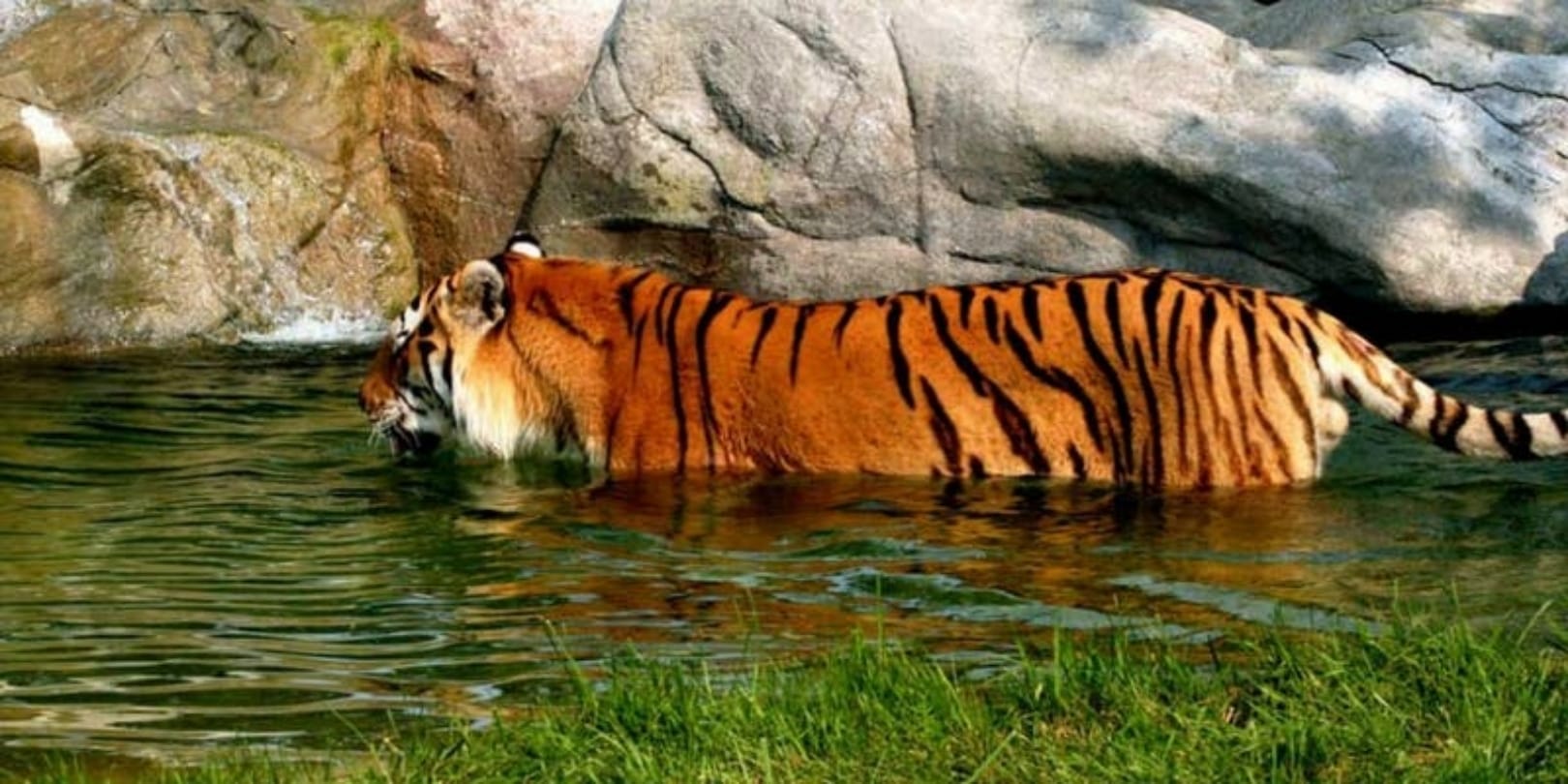 Know about the kaziranga national park of Assam