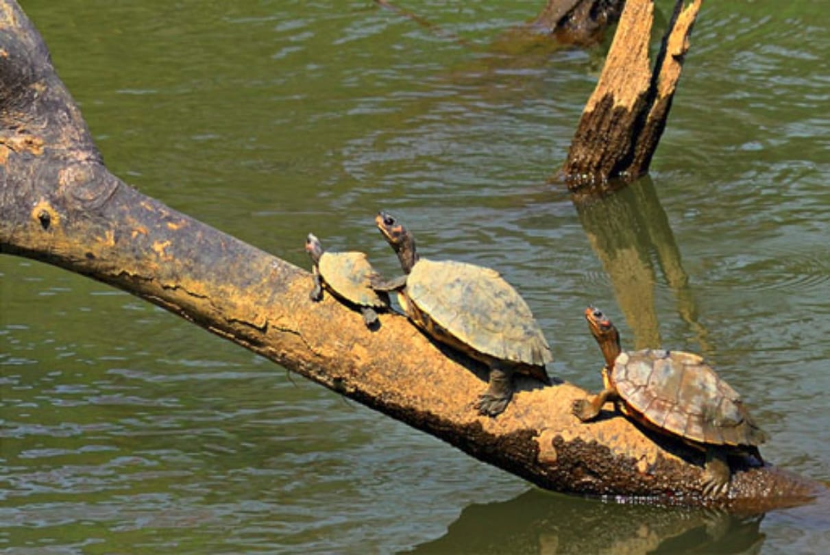 Know about the kaziranga national park of Assam