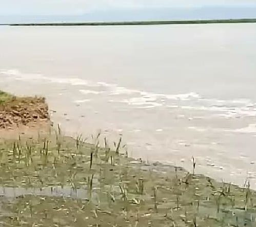 शारदा नदी ने निगली दो करोड़ रुपये की जमीनें