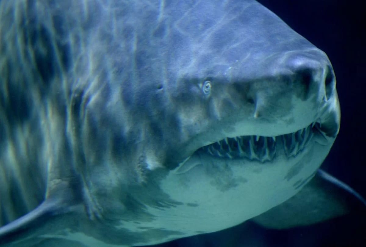 Gaint Fish swallowed the shark