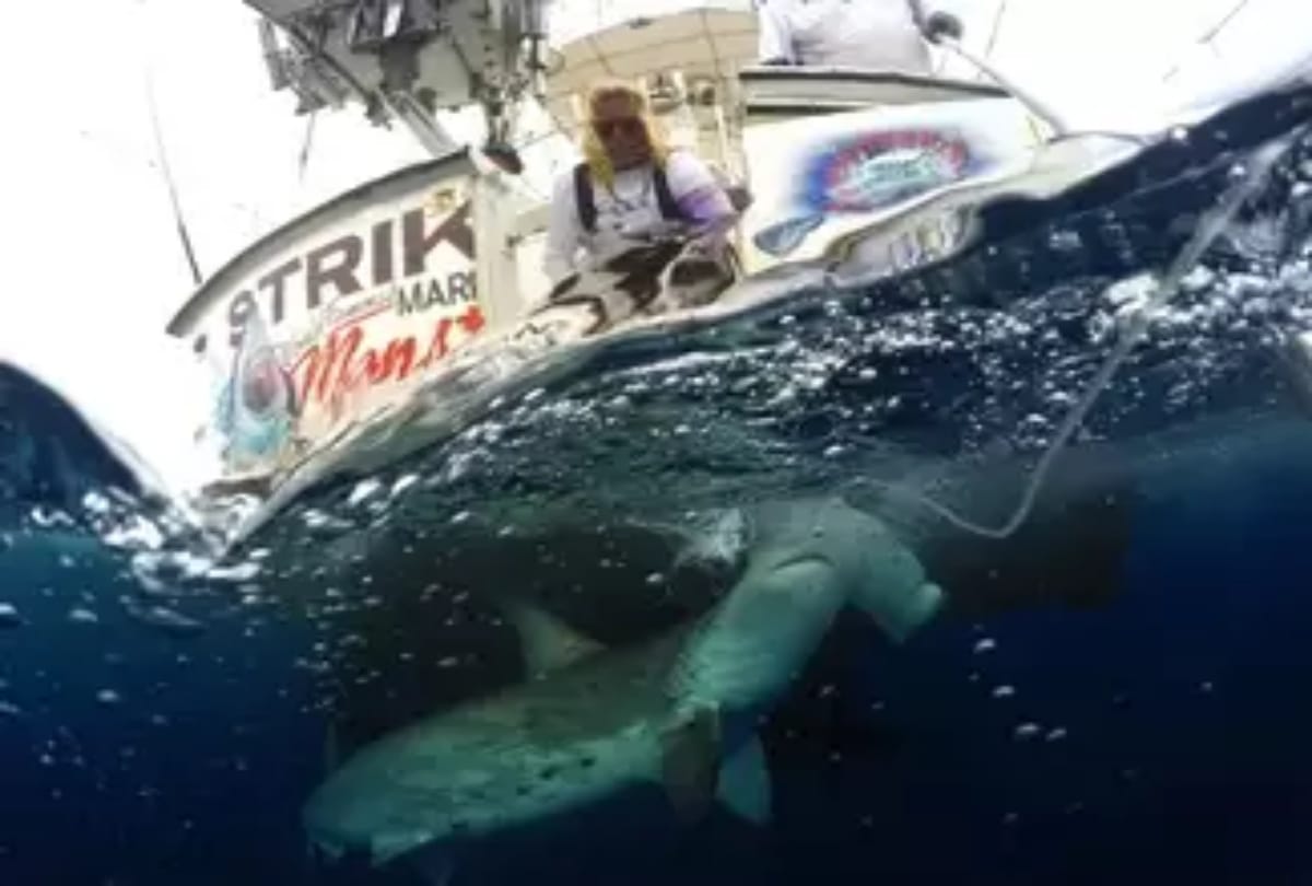 Gaint Fish swallowed the shark