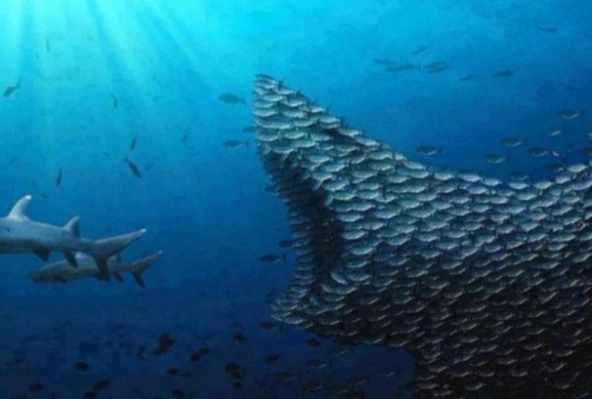 Gaint Fish swallowed the shark