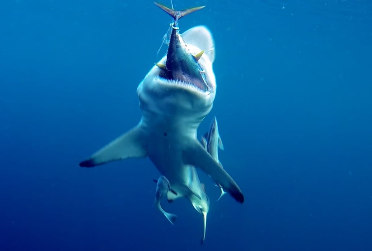Gaint Fish swallowed the shark