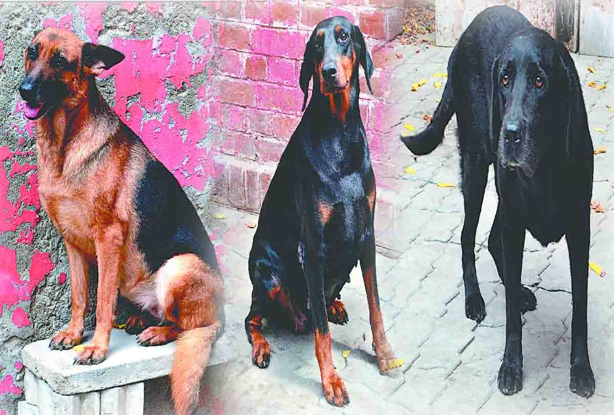 know about the specialities of special dogs