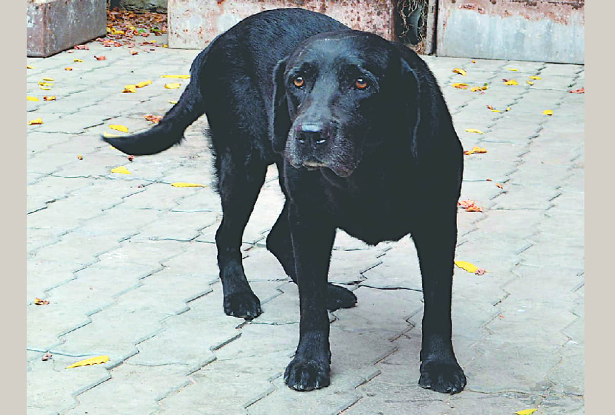 know about the specialities of special dogs