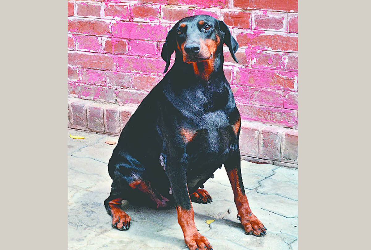 know about the specialities of special dogs