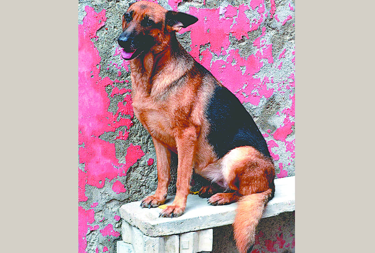 know about the specialities of special dogs