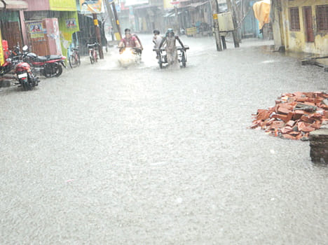 Rainfed Sanjivani for paddy, millet, cabbage