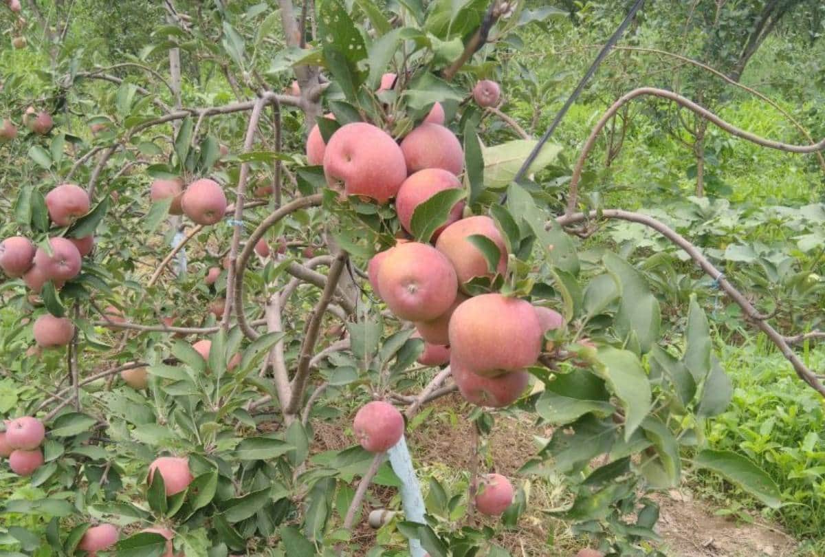 Shoghi Himachal Pradesh is new best hill station to explore 2019 summer