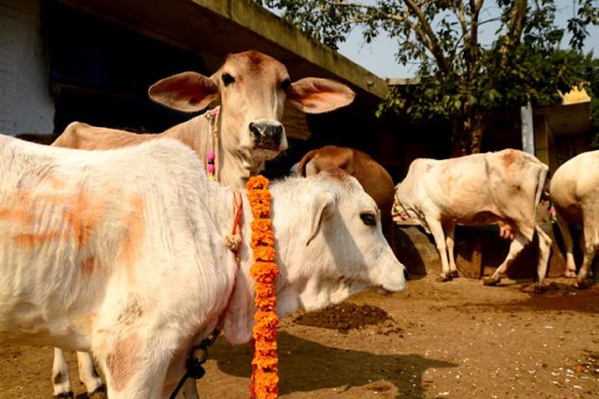 vasundhara raje cabinet minister warning over mob lynching