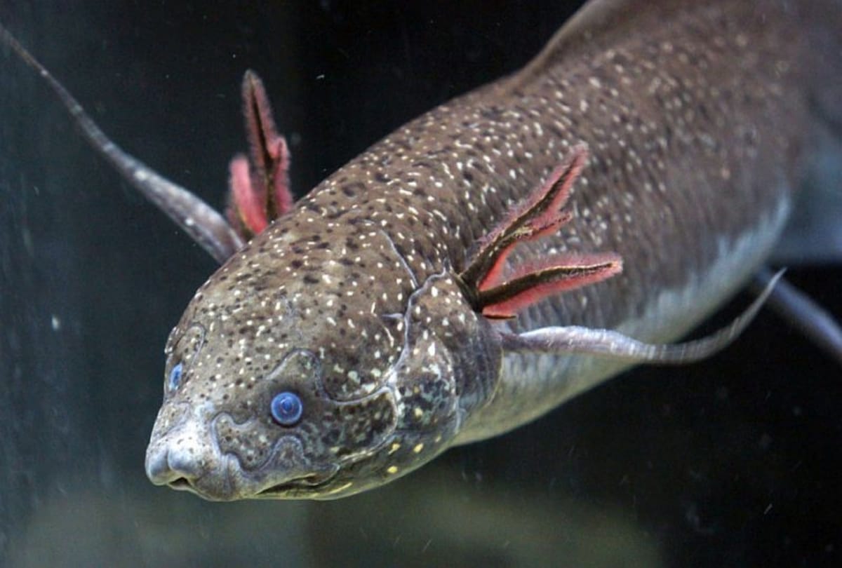 Amazing creatures who can live without water for many days 