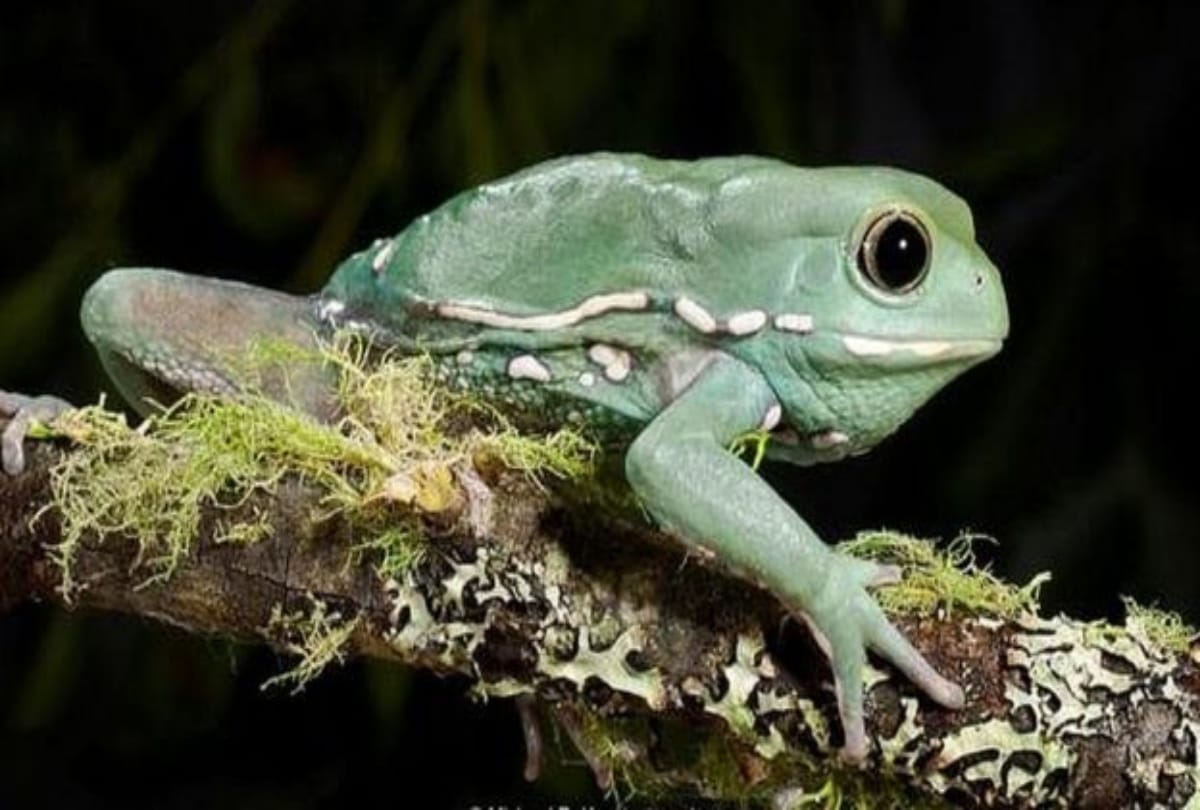 Frog wedding in unique way in Varanasi UP