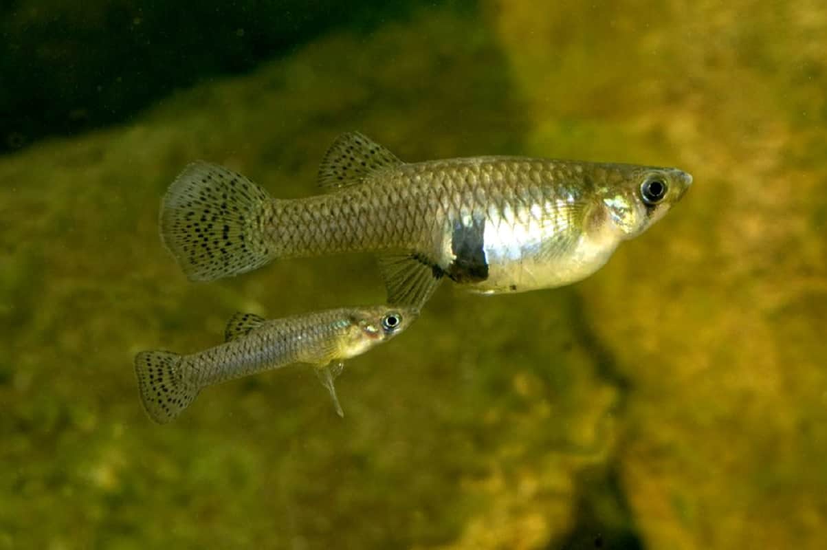 why blennies species fish got onto land leaving the water