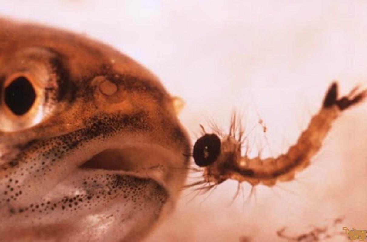 Delhi government will breed Gambusia Mosquitofish to stop mosquitoes breeding