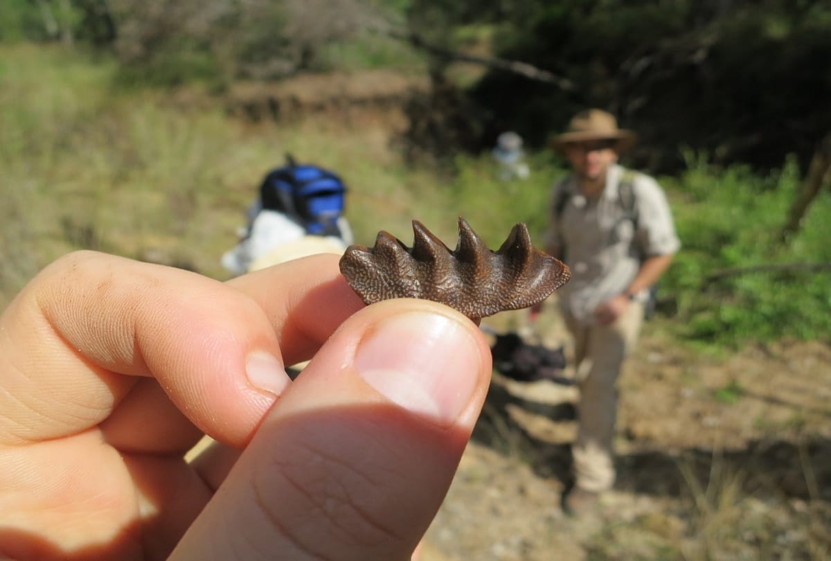 This Fish can live outside water for four years 