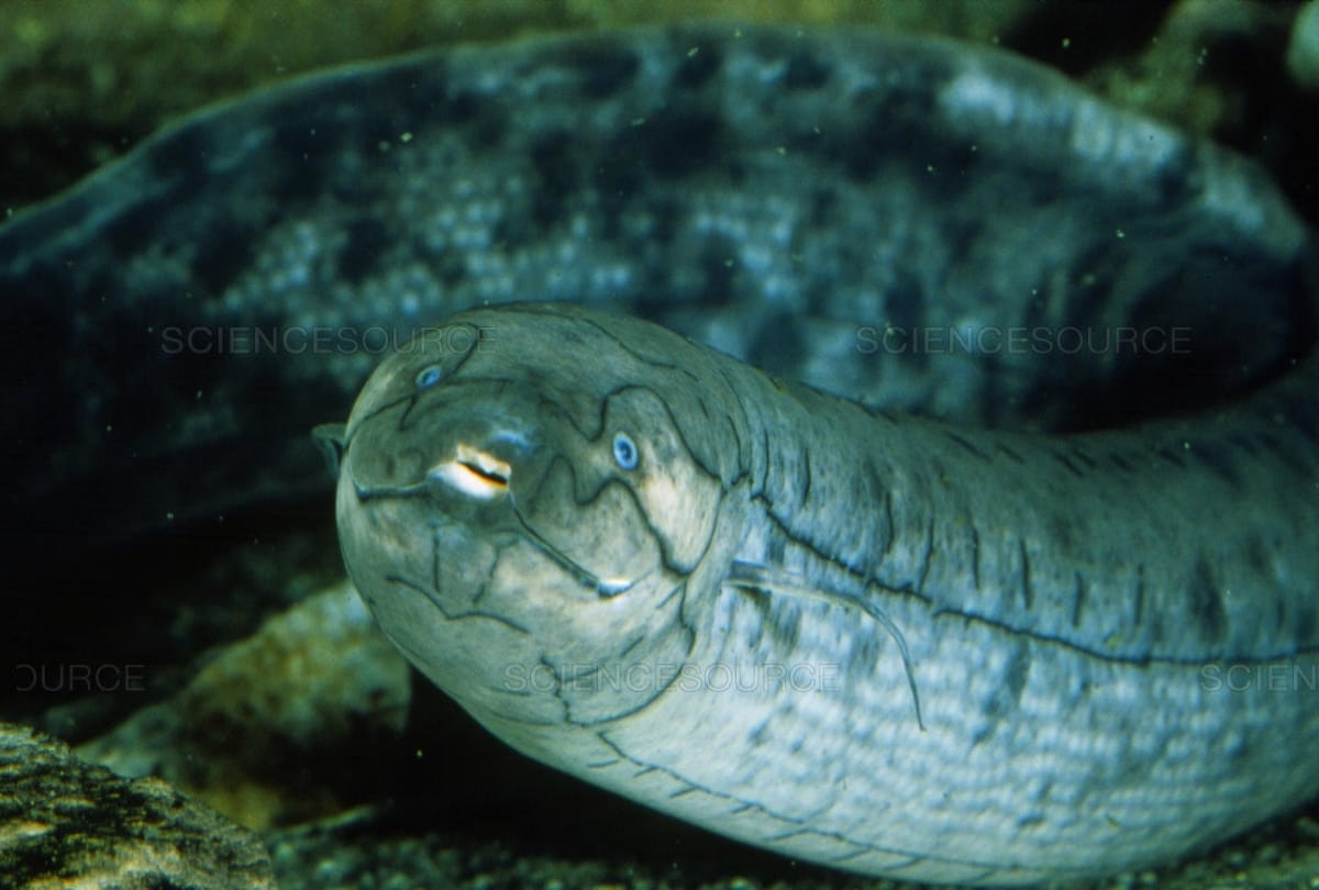 This Fish can live outside water for four years 
