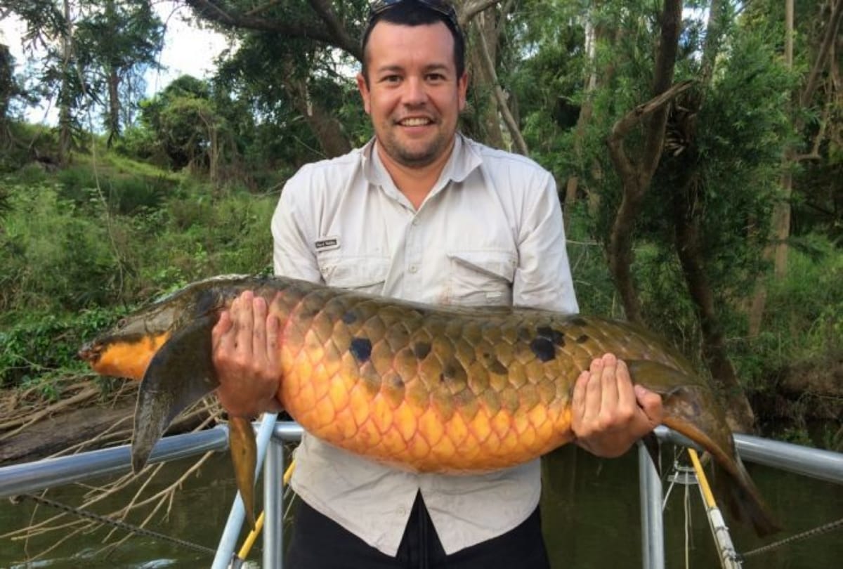 This Fish can live outside water for four years 